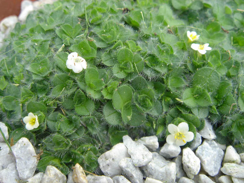 Myosotis pulvinaris en fleurs sur des éboulis alpins de Nouvelle-Zélande